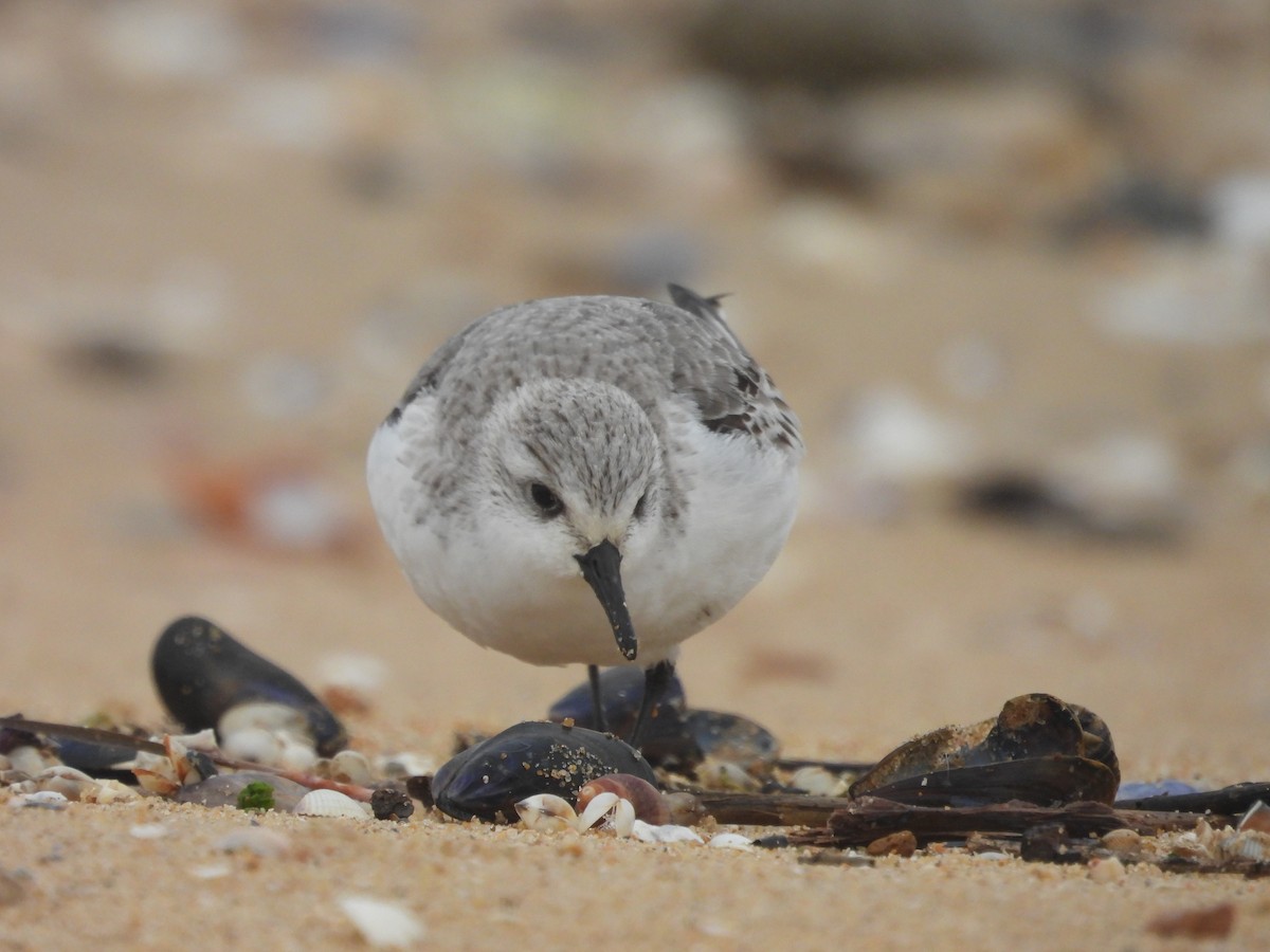 Гурвалж элсэг - ML647081695