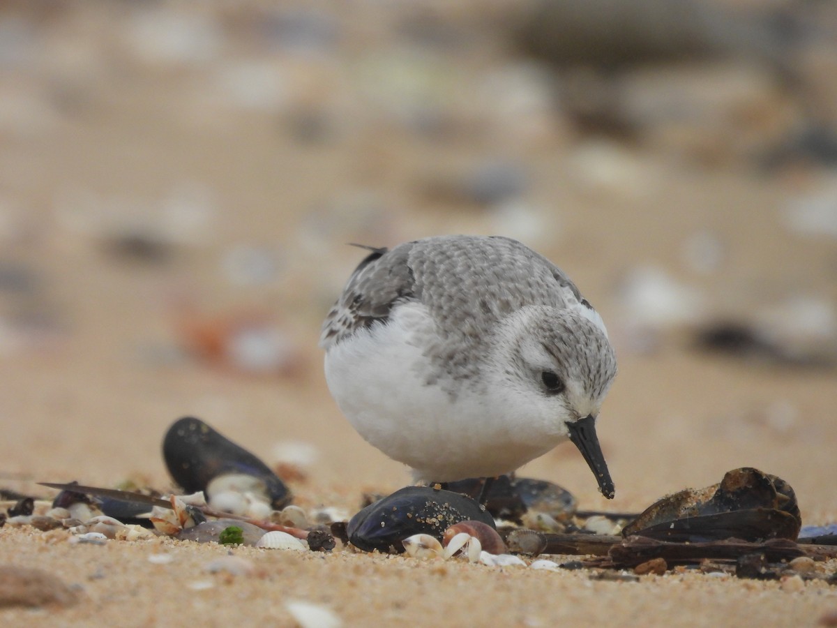 Гурвалж элсэг - ML647081696