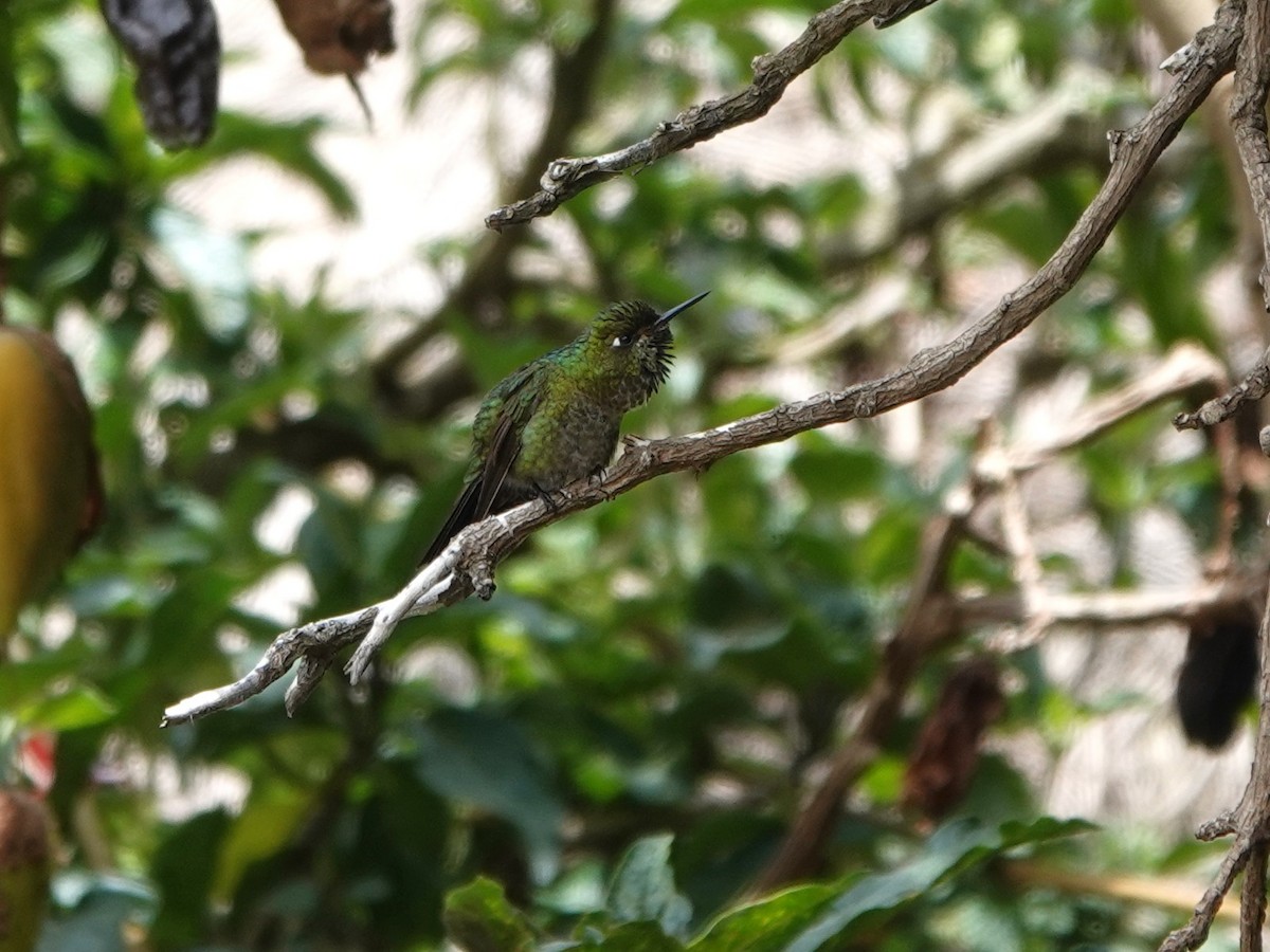 Tiryan Metalkuyruğu (smaragdinicollis) - ML647081699