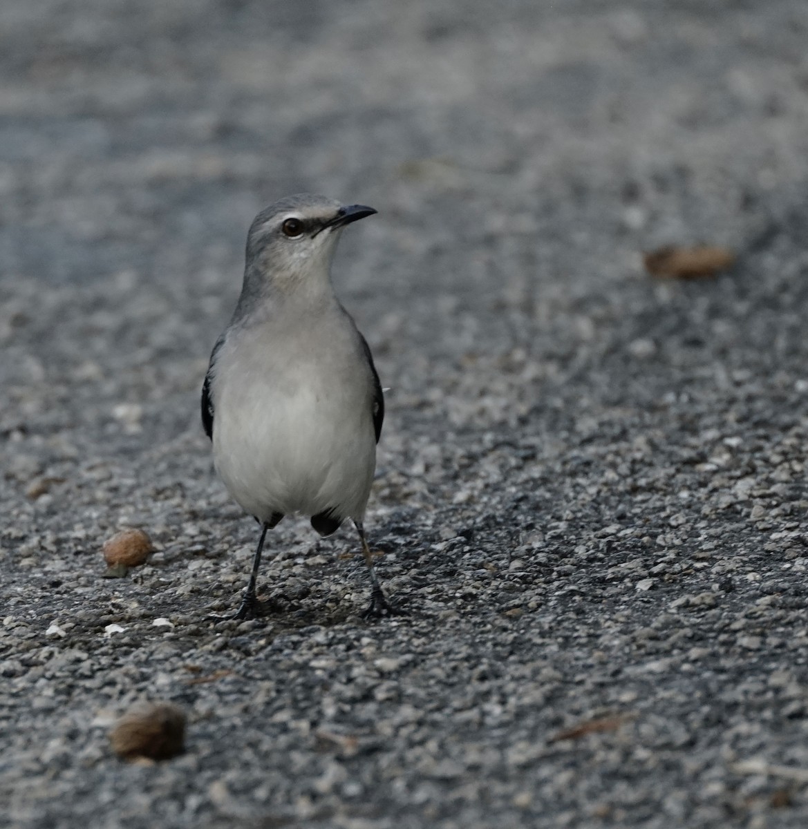 Moqueur des savanes (gracilis/leucophaeus) - ML647081704