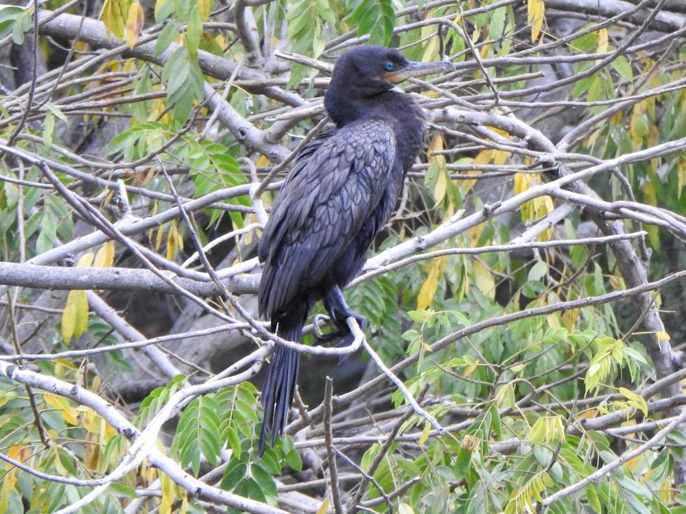 flodskarv - ML647081711