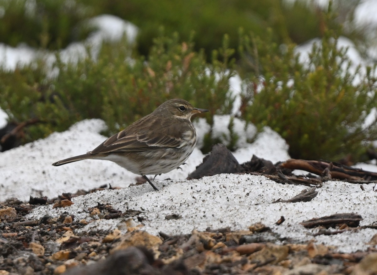 linduška horská - ML647081713