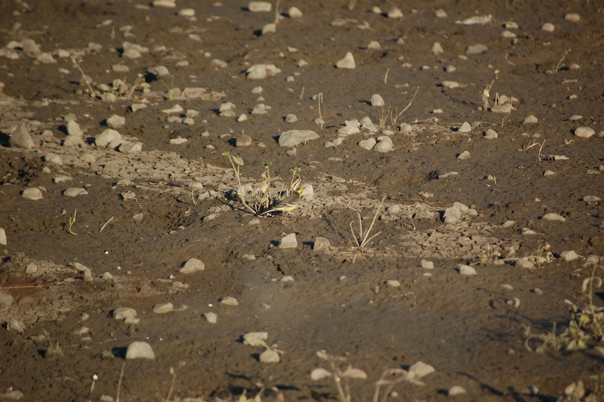 נחליאלי לימוני - ML647081721