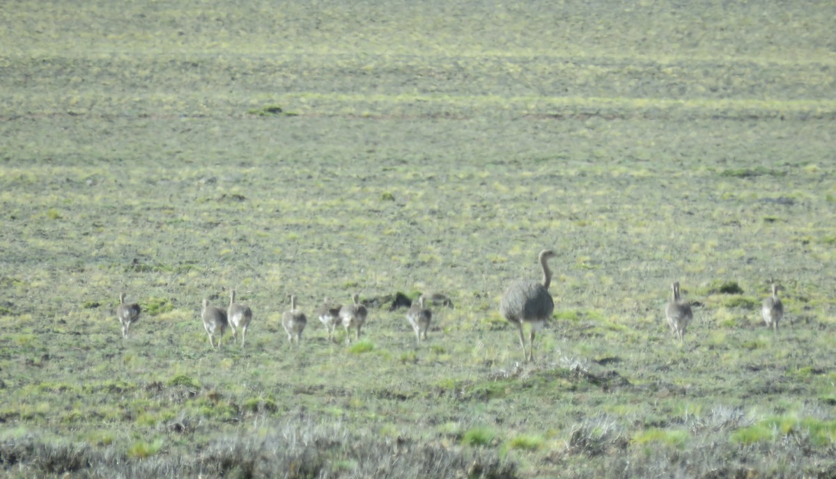 Lesser Rhea (Darwin's) - ML647081723