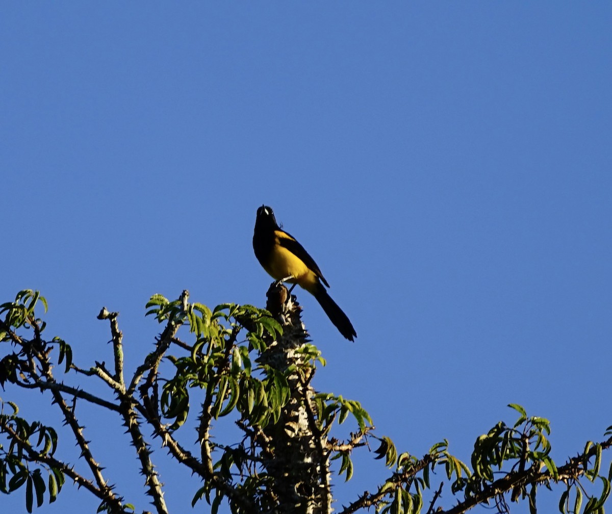 Black-cowled Oriole - ML647081730
