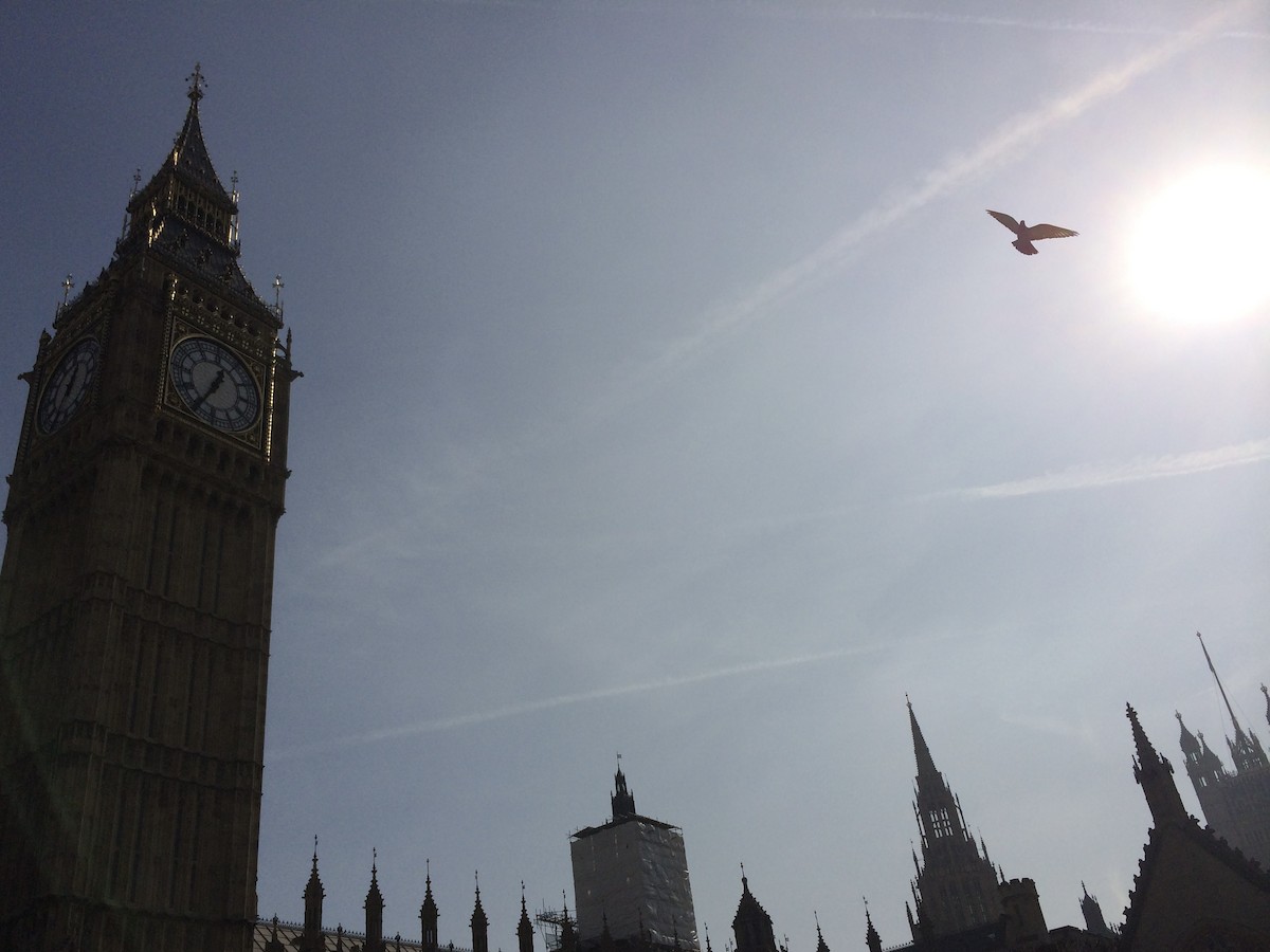 Kaya Güvercini (evcil tip) - ML647081732