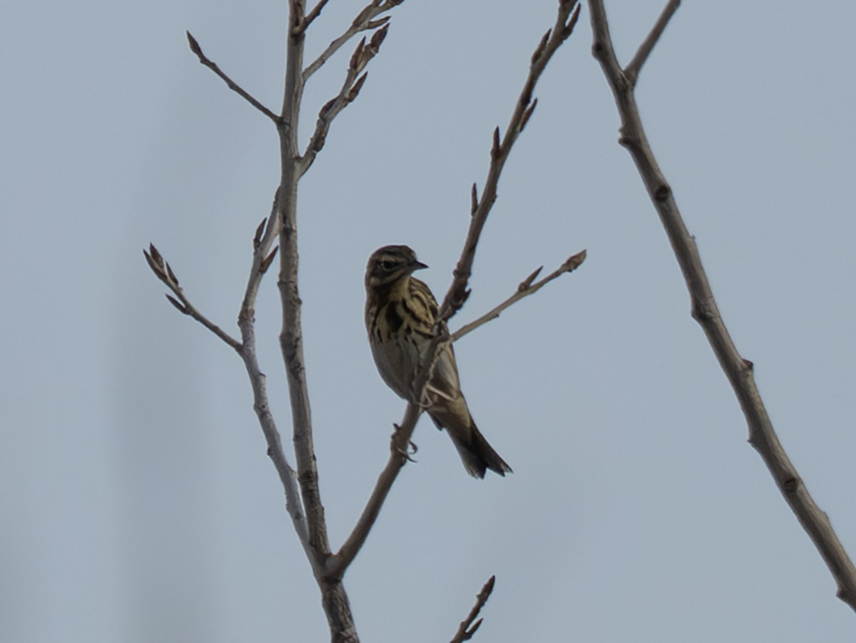 マキバタヒバリ - ML647081745