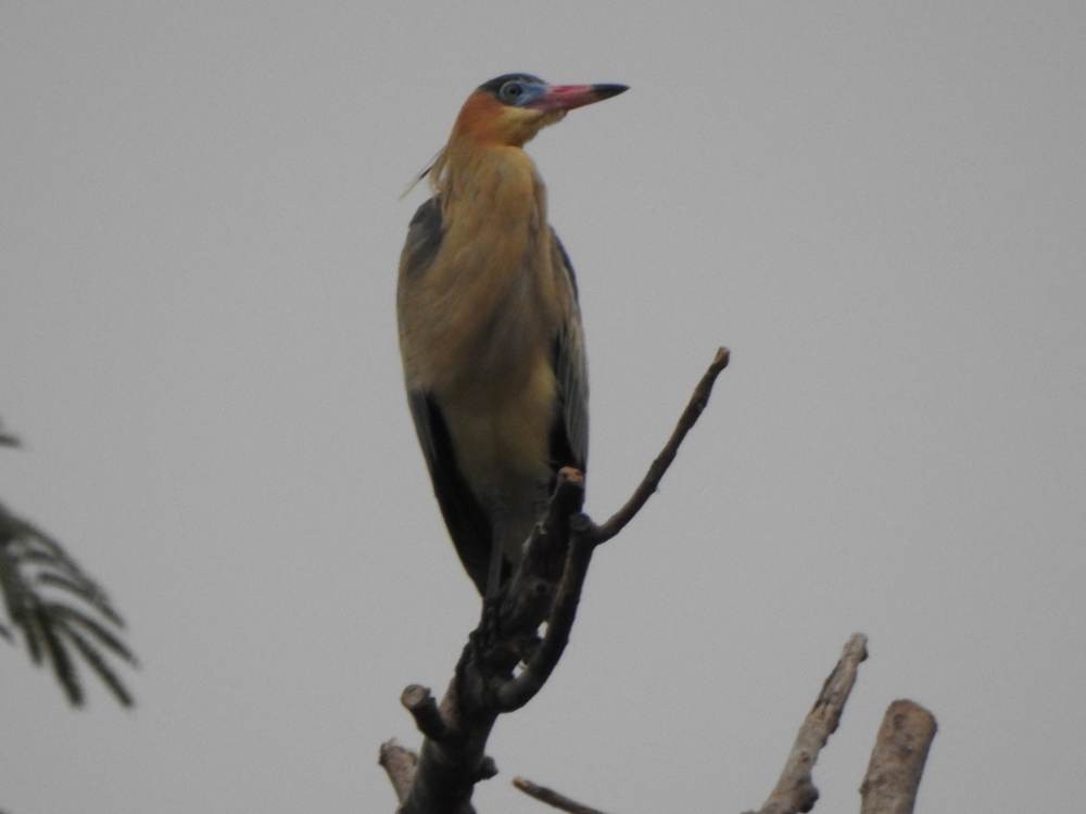 Whistling Heron - ML647081746