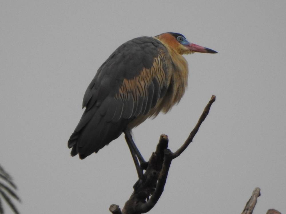 Whistling Heron - ML647081747