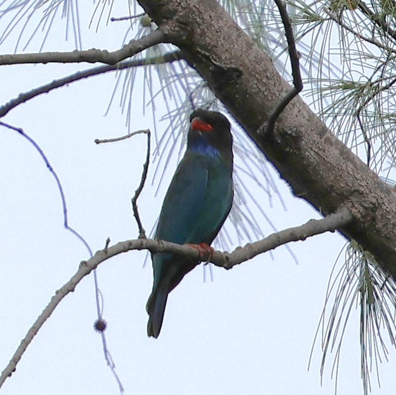 ブッポウソウ - ML647081749