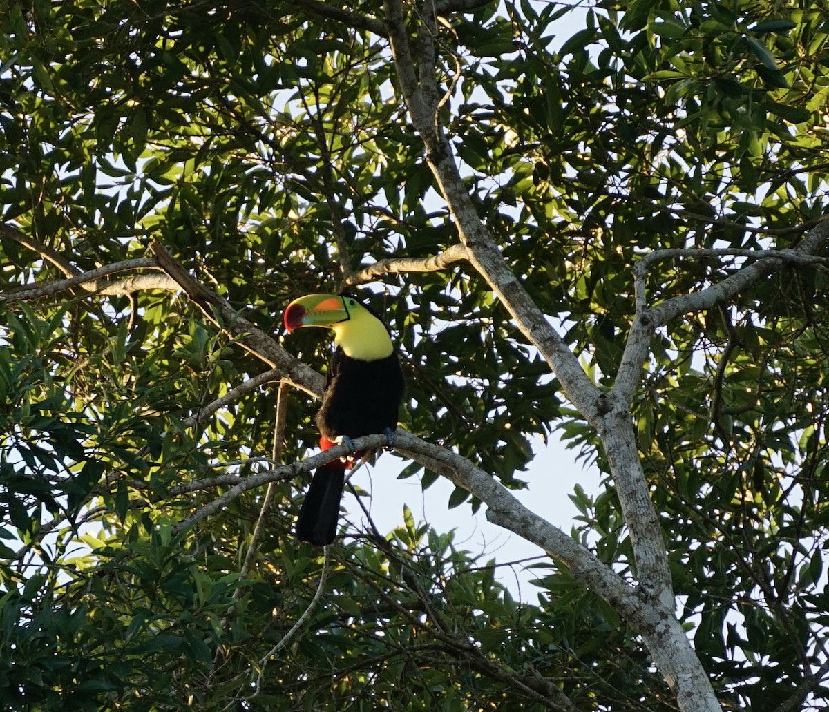 Радужный тукан - ML647081752