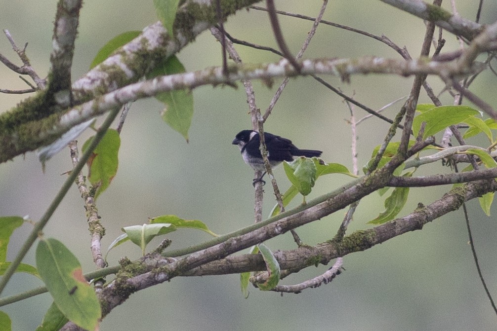 Чёрный просяночник [группа ophthalmica] - ML647081754