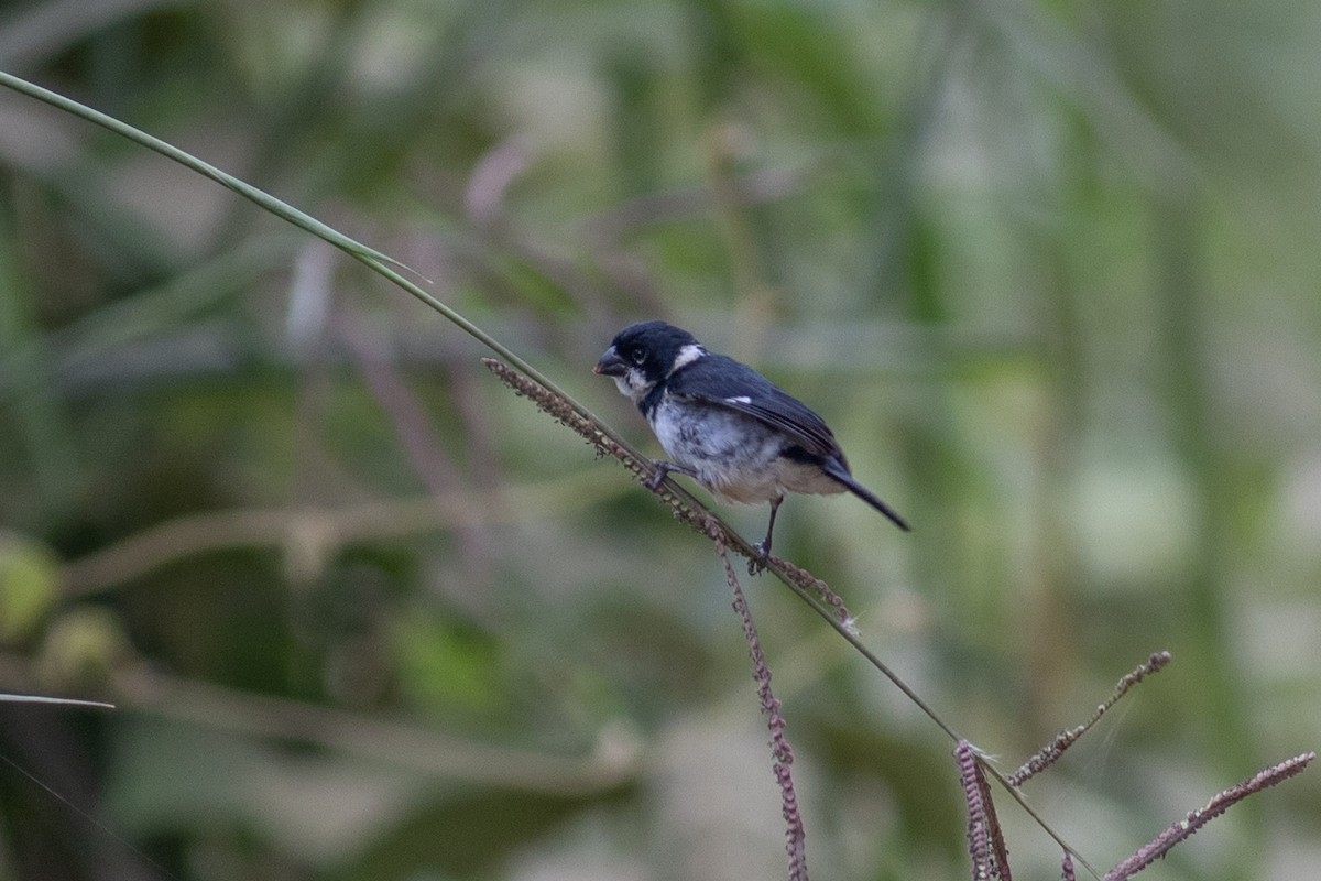 Чёрный просяночник [группа ophthalmica] - ML647081755