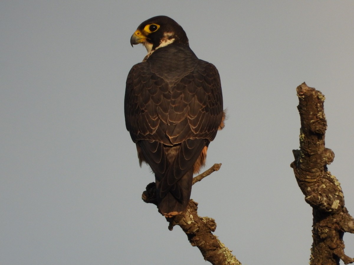 Peregrine Falcon - ML647081786