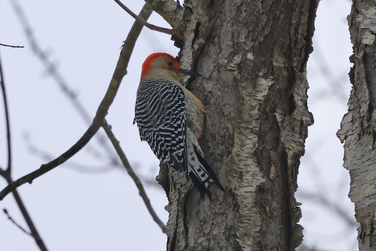 Red-bellied Woodpecker - ML647081797