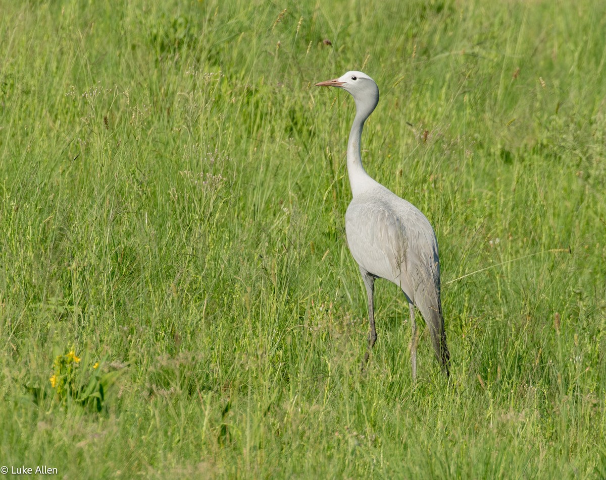 Blue Crane - ML647081806