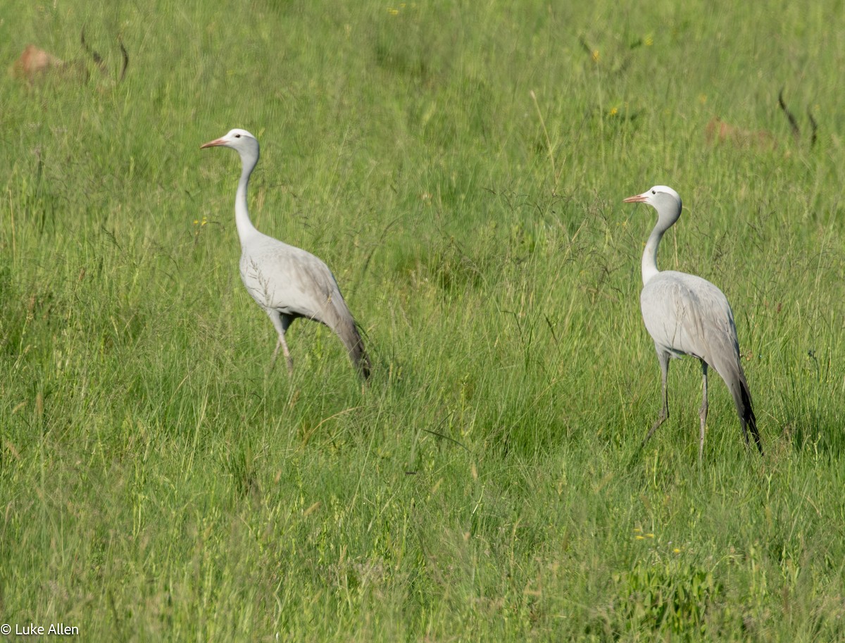 Blue Crane - ML647081808