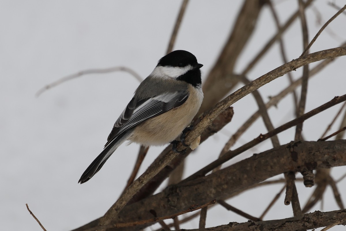Black-capped Chickadee - ML647081810