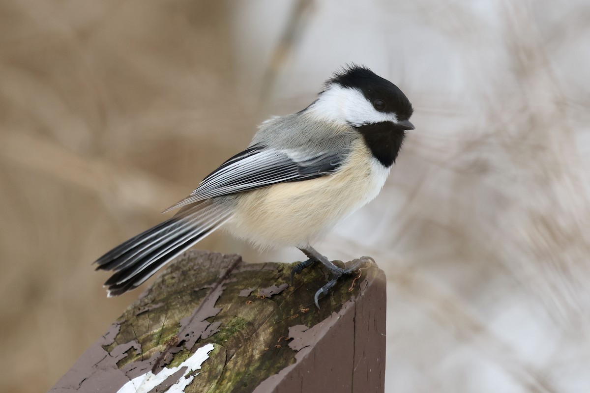 Black-capped Chickadee - ML647081811