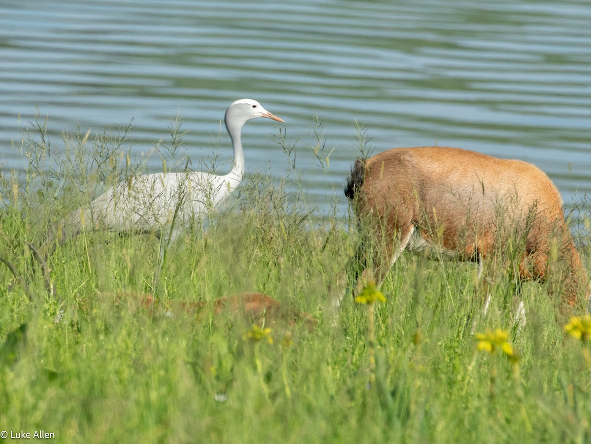 Blue Crane - ML647081812
