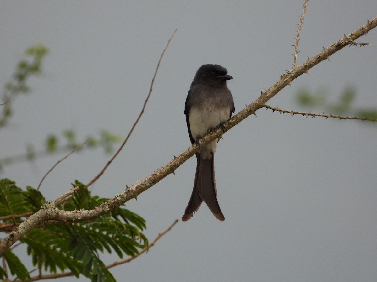 Белобрюхий дронго - ML647081818