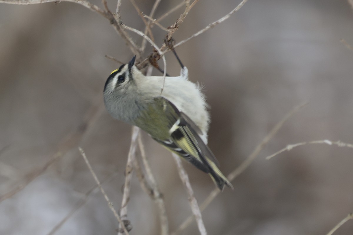 Golden-crowned Kinglet - ML647081819