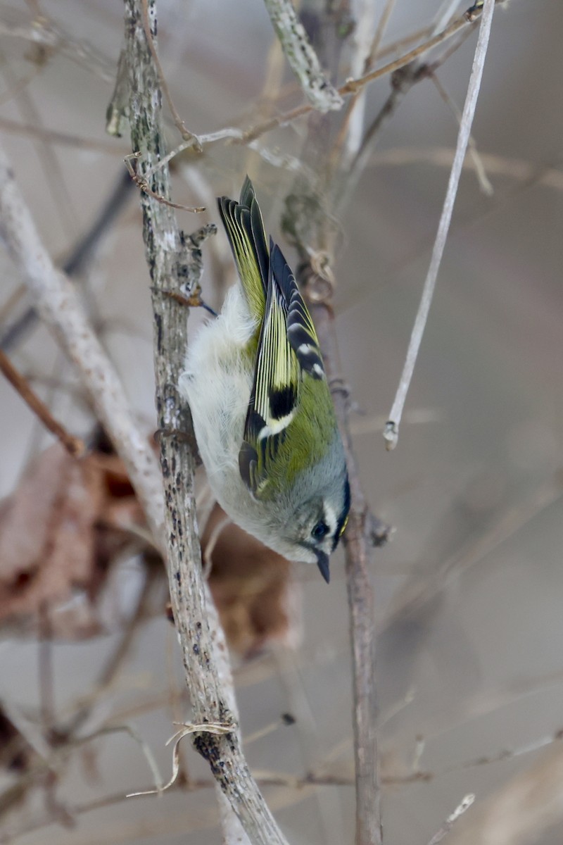 Golden-crowned Kinglet - ML647081820