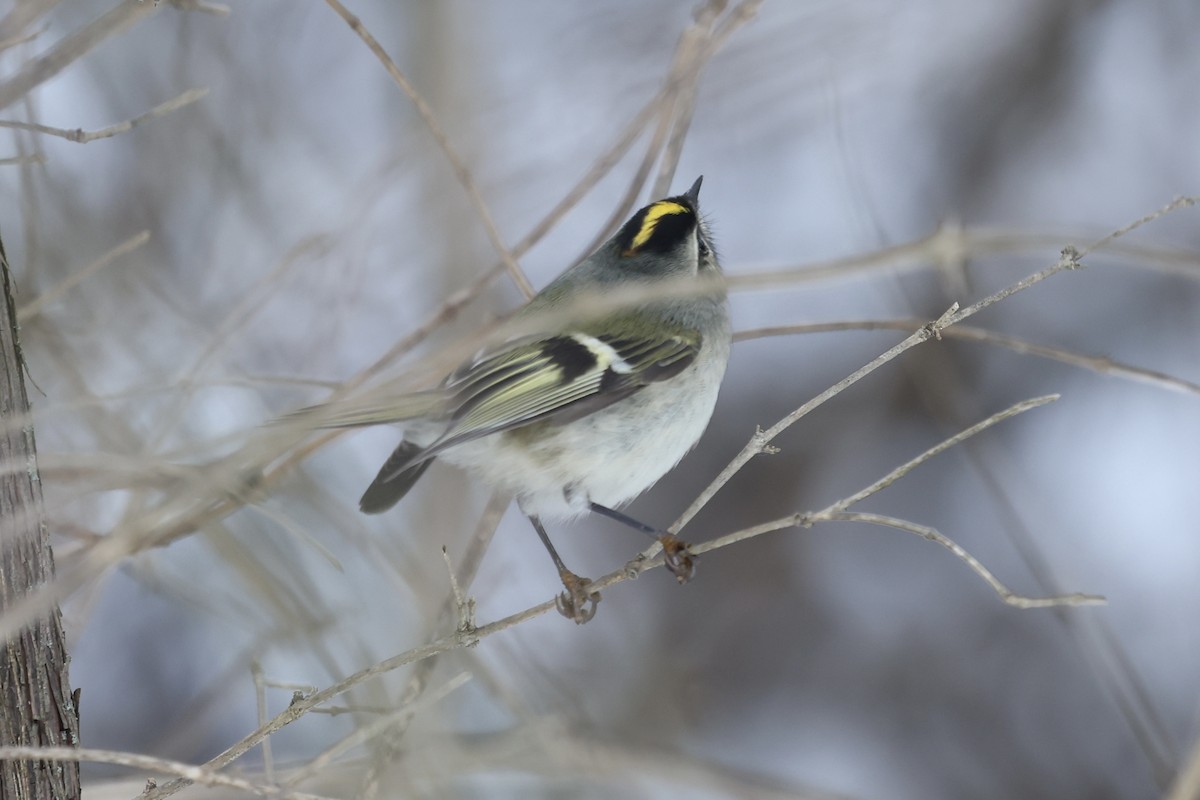 Golden-crowned Kinglet - ML647081821