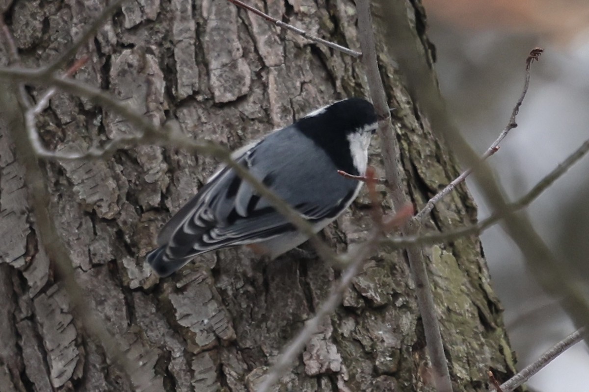 White-breasted Nuthatch - ML647081827