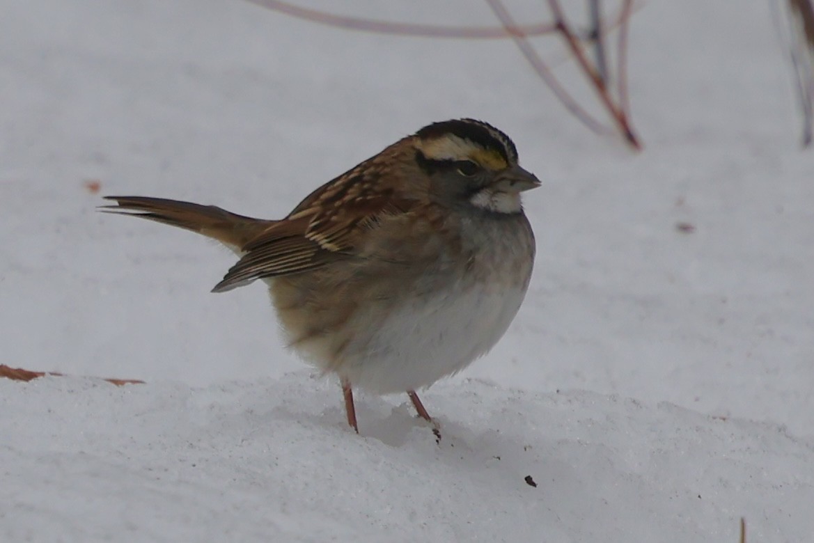 White-throated Sparrow - ML647081840