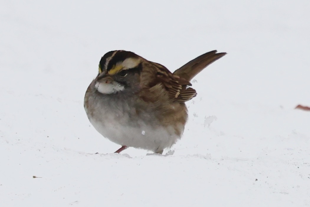 White-throated Sparrow - ML647081841