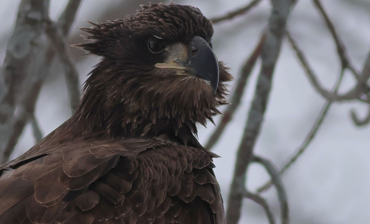 Bald Eagle - ML647081845