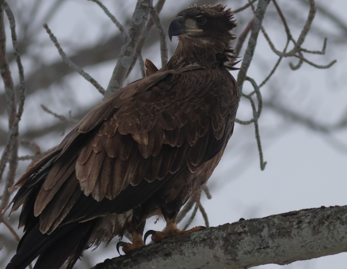 Bald Eagle - ML647081846