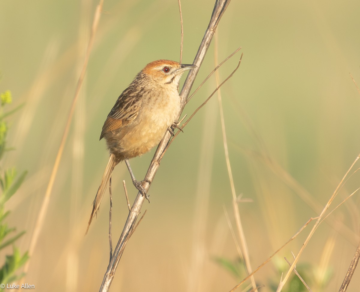 Cape Grassbird - ML647081851