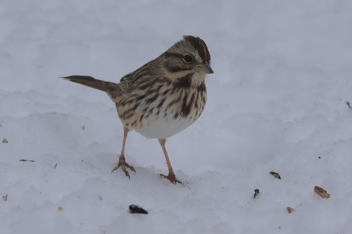 Song Sparrow - ML647081853