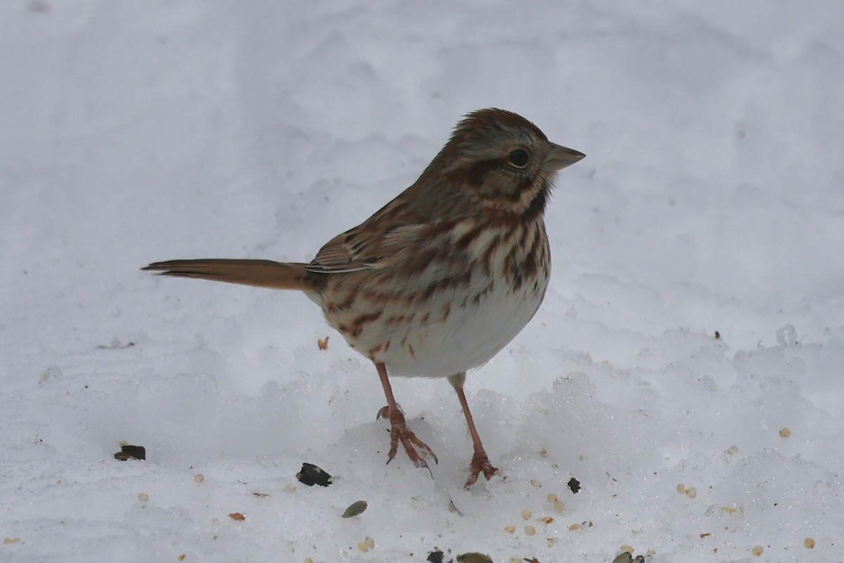 Song Sparrow - ML647081854