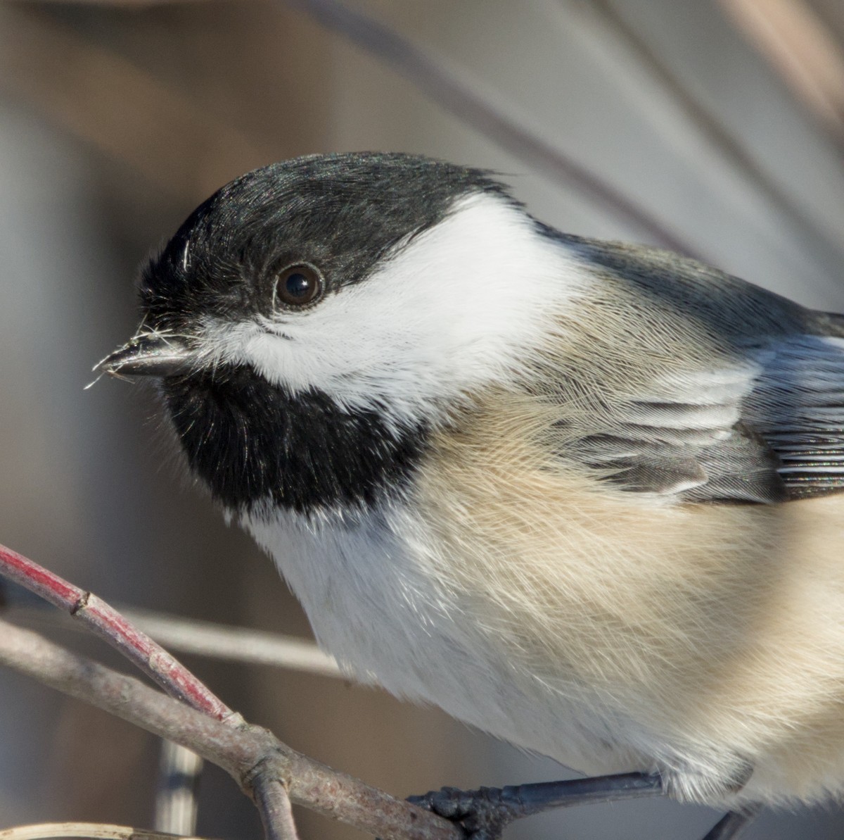 Black-capped Chickadee - ML647081857
