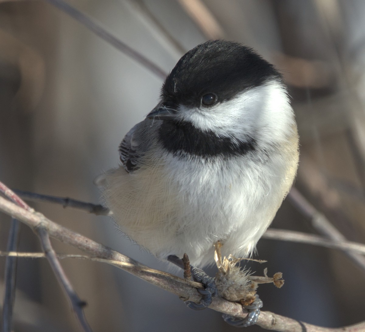 Black-capped Chickadee - ML647081862