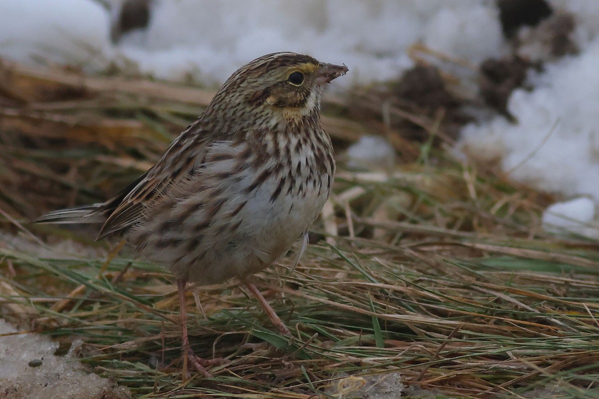Savannah Sparrow - ML647081874