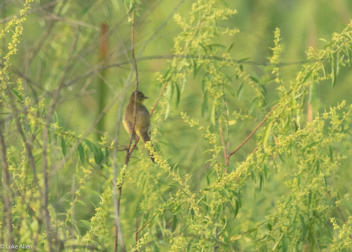 Hypolaïs jaune - ML647081876