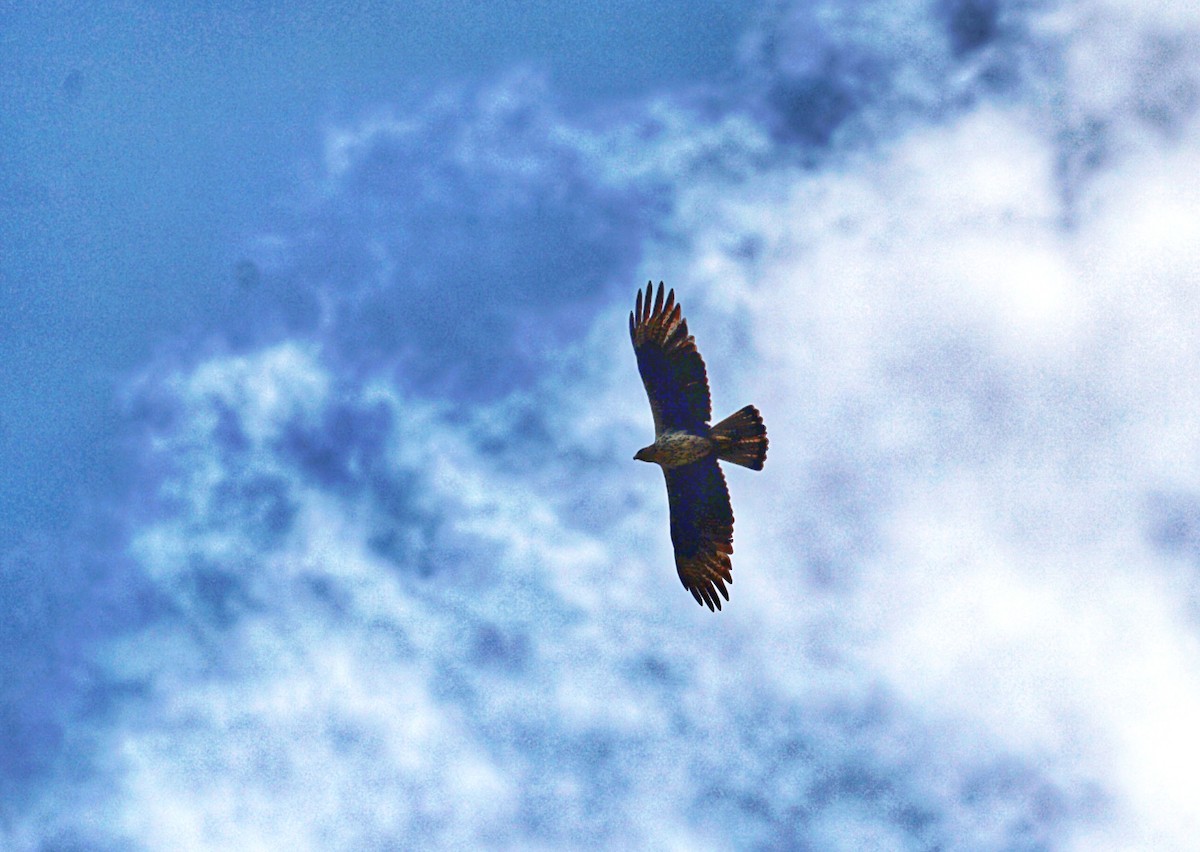 Bonelli's Eagle - ML647081882