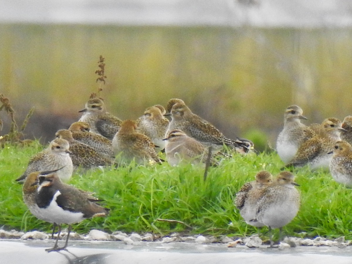 Eurasian Dotterel - ML647081888