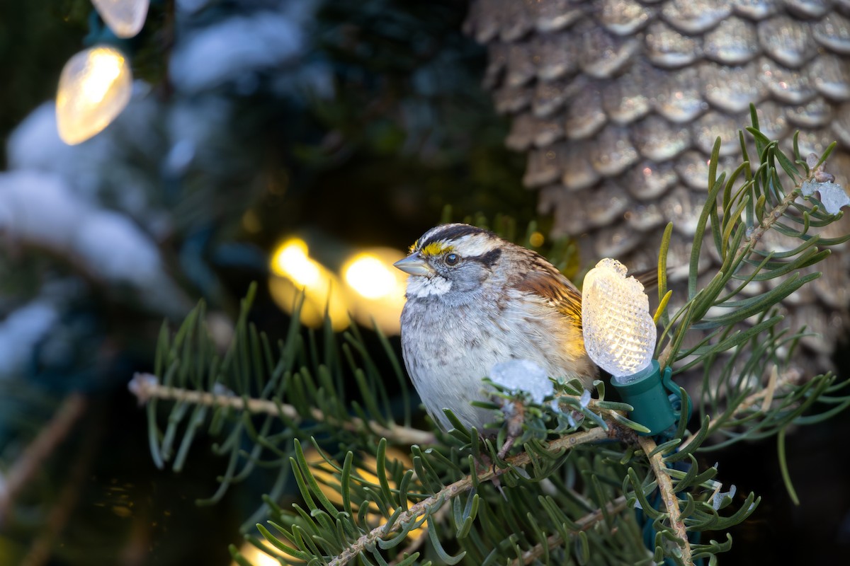 White-throated Sparrow - Billy Tran