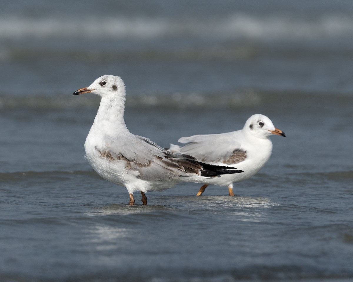 racek hnědohlavý - ML647081920