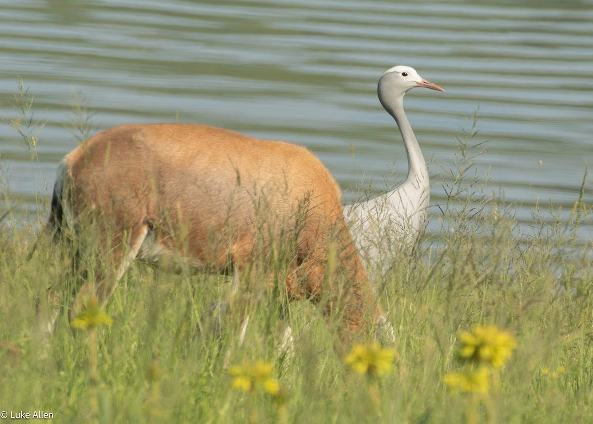 Blue Crane - ML647081933