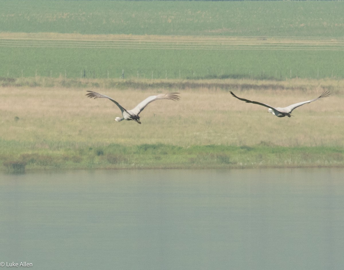 Blue Crane - ML647081937