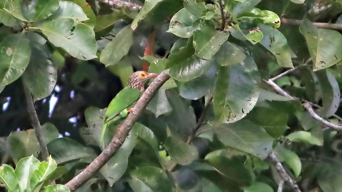 Lineated Barbet - ML647081938