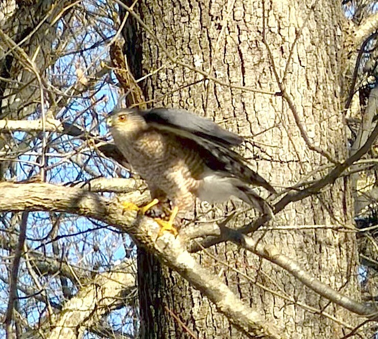 jestřáb americký - ML647081949