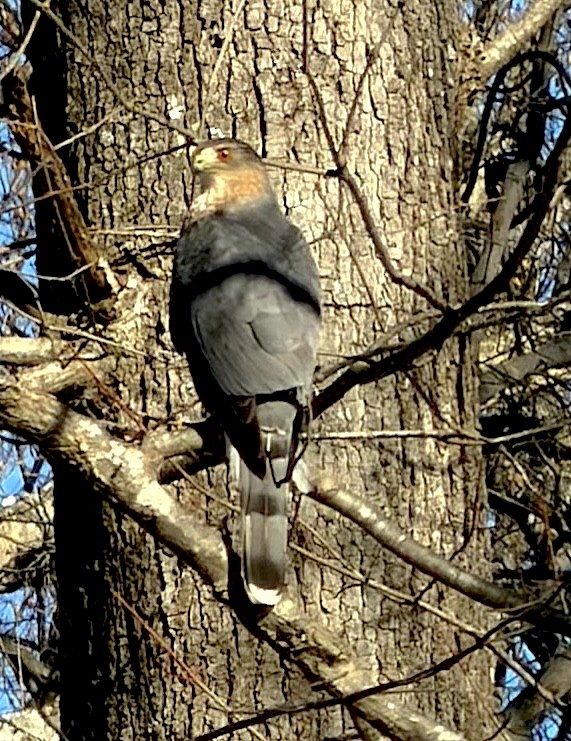 jestřáb americký - ML647081950