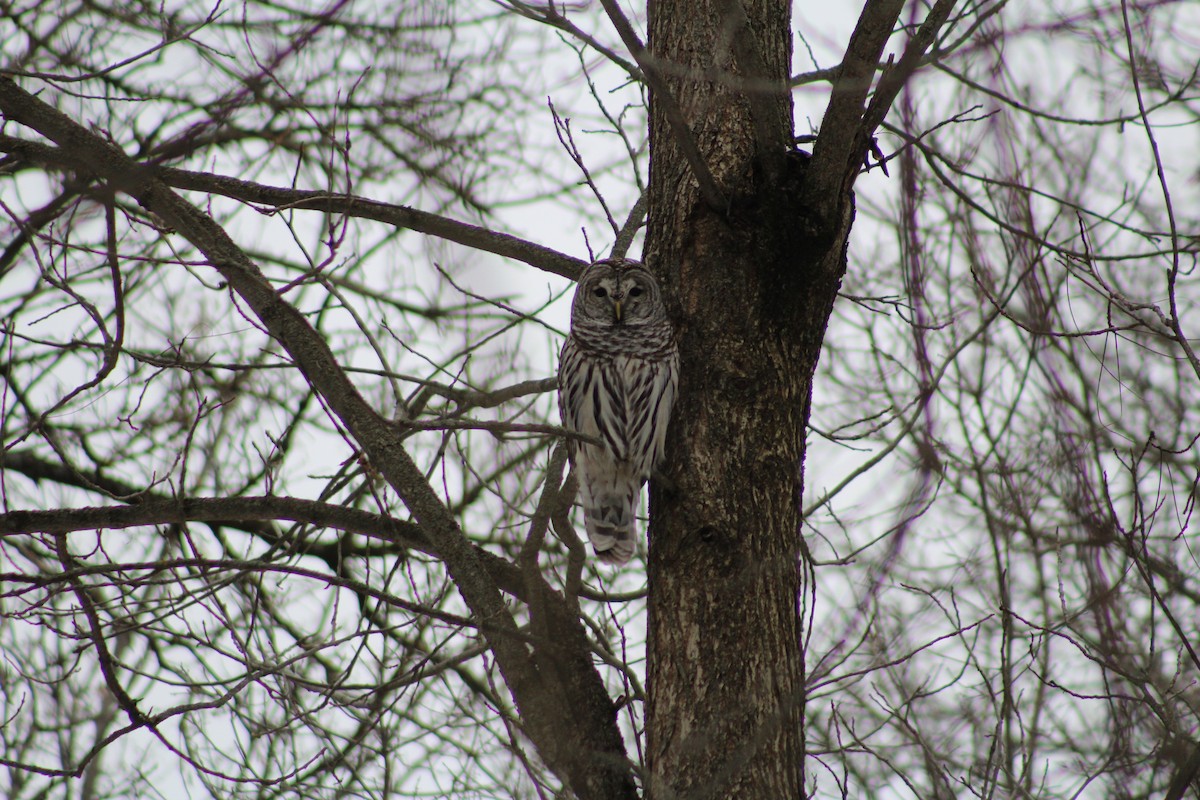Barred Owl - ML647081954